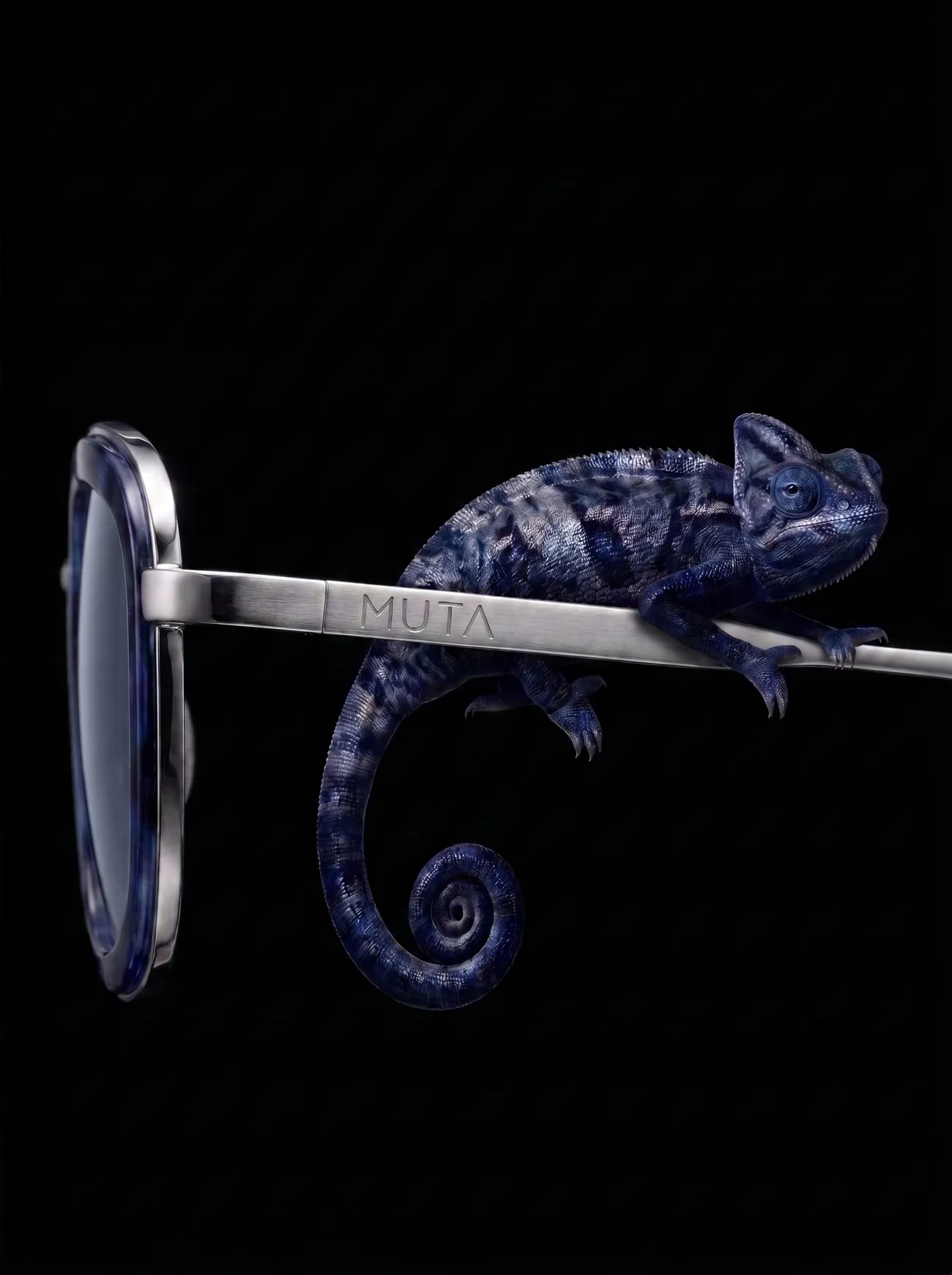 Caméléon posé sur la branche des lunettes MUTA